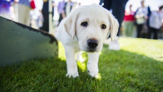 An eight-week old Labrador puppy, who is about to begin guide dog training. 