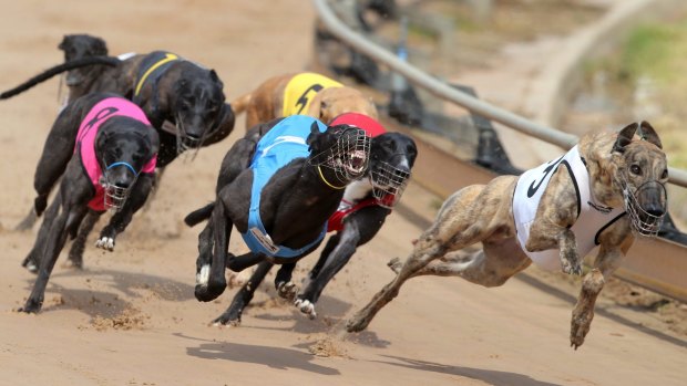 Greyhound racing is under scrutiny in Queensland from a government inquiry.