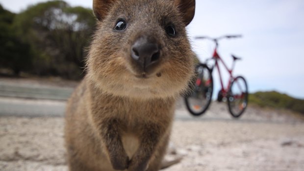 Two men have been charged after allegedly trying to burn a quokka on Rottnest.