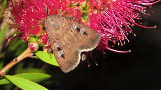 A bogong moth feasting on a blossom in a Canberra backyard in 2013. 