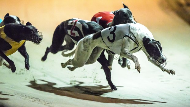 Greyhounds race in Canberra: 67 per cent of people surveyed by phone said they supported cutting funding to the industry.
