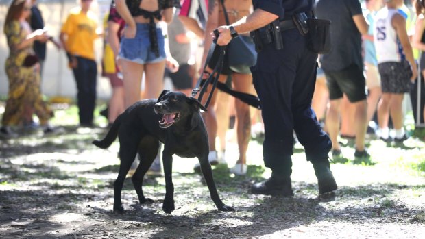 Police undertake searches with the help of Police dogs whilst performing duties at the Fieid Day Music Festival in Sydney on New Years Day, 2019.