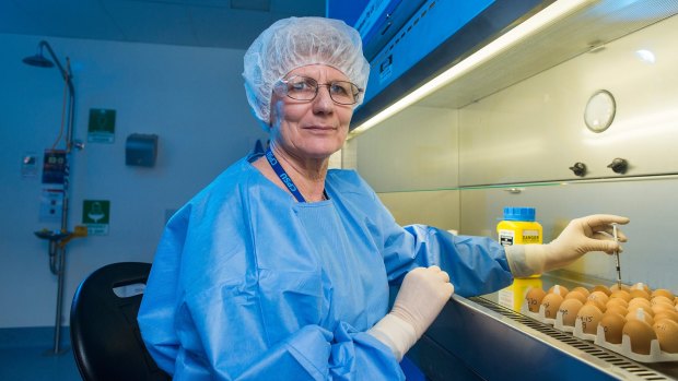 A CSL scientist with eggs used in flu vaccine development and production in Melbourne.