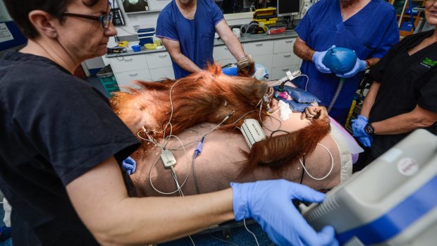 Suma the orang-utan was on the table for three hours while the team X-rayed her arthritic joints and checked her heart rate, brain activity and blood pressure.