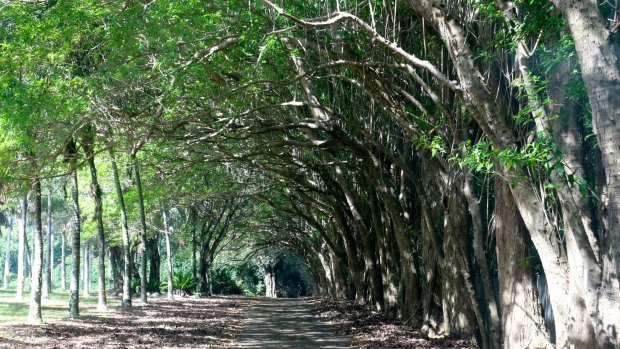 An avenue of trees on Norfolk Island.
