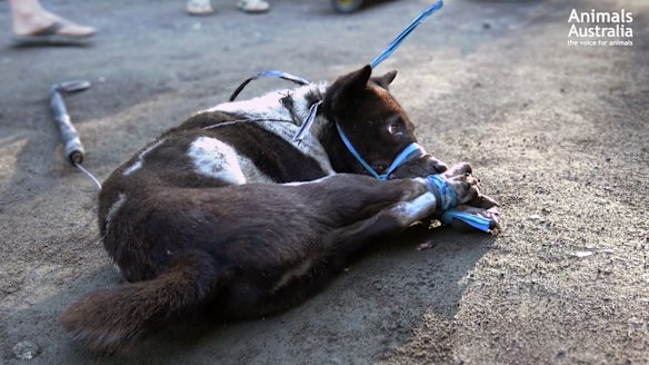 A dog is bound before slaughter.