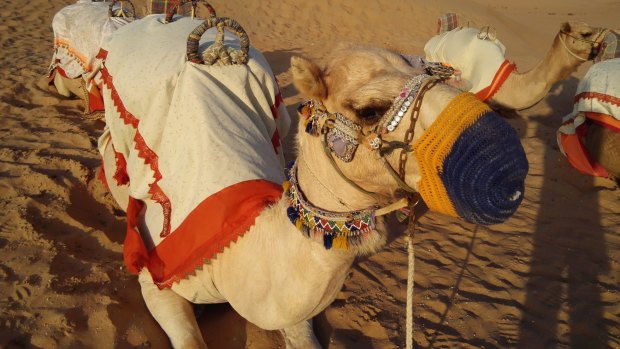 Camel at Arabian Nights Village.