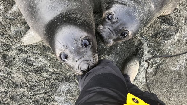 Weaner southern elephant seals, on the hunt for a warm-milk meal.