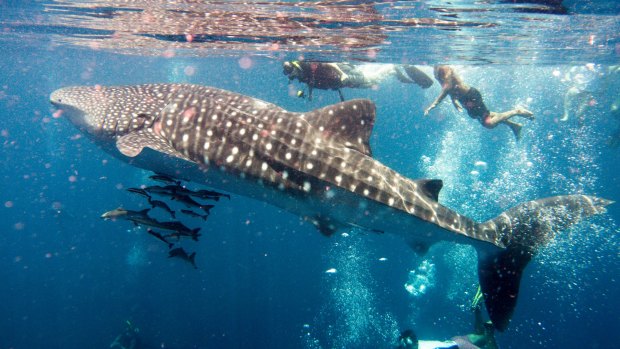 Swimming with whale sharks in the Andaman Sea.