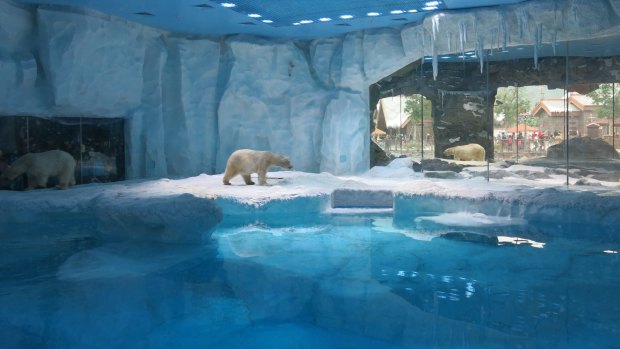 Polar bears pace back and forth in enclosures at Chimelong Ocean Kingdom in the southern Chinese city of Zhuhai. 