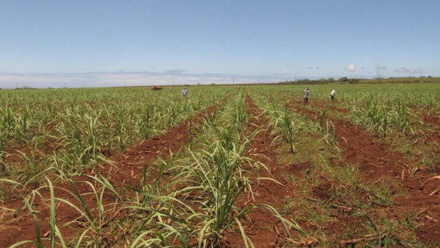 Sugar cane fields once spread across the Hawaiian islands but the last plantation will end production in 2016.