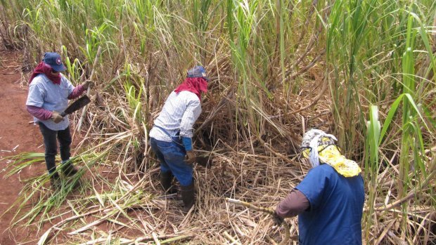 Workers cut sugar cane at Hawaiian Commercial & Sugar, Hawaii's last sugar plantation, in Puunene. 