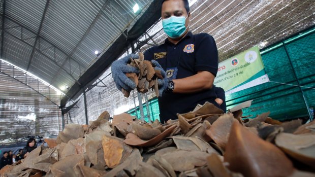 Thai Customs says the scales were sent from Kinshasa in the Congo via Turkey with the final destination listed on the sacks as the Laotian capital, Vientiane.
