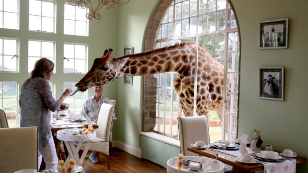 Meet the residents for breakfast at Giraffe Manor.