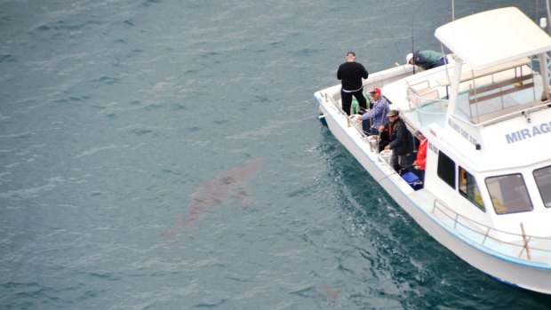 The large shark is seen circling the boat off Floreat Beach.