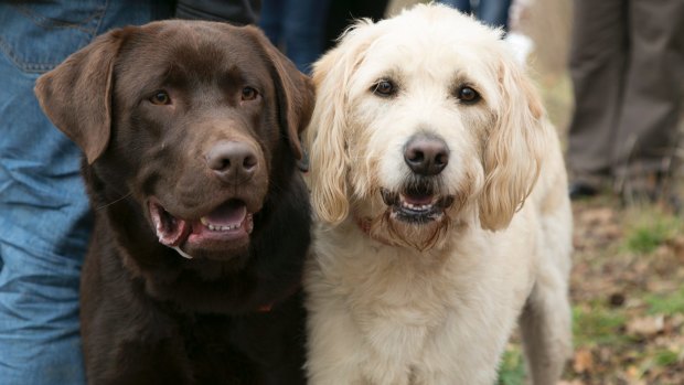 Get up close and personal with some truffle dogs on a truffle hunt.