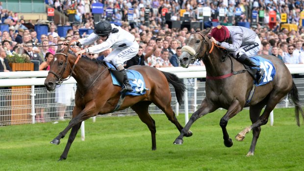 Mum's the word: Champion sprinter Marsha wins at York. She fetched 6 million guineas at auction this week.
