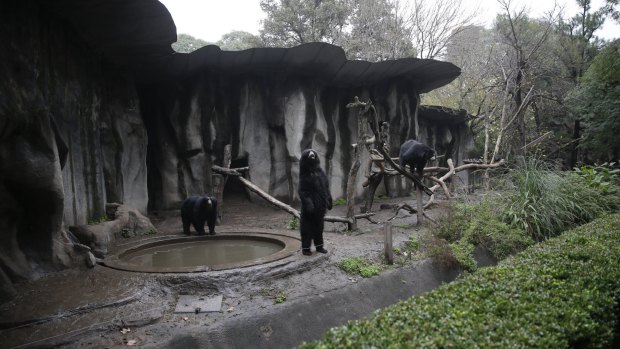 Bears roam in their enclosure at the former Buenos Aires Zoo in Argentina on Friday.