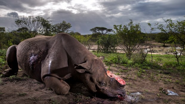 Brent Stirton's award-winning image of a de-horned rhino which had been poached illegally in Hluhluwe Umfolozi Game Reserve, South Africa.