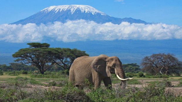 A large female elephant feeds on the savannah with Mount Kilimanjaro in the background. 