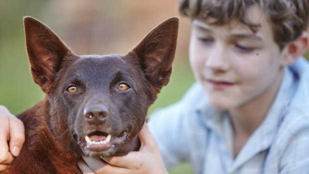 Levi Miller and canine friend in <i>Red Dog:True Blue</i>.