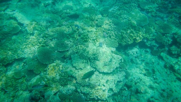 Warning signs: Coral bleaching on the Great Barrier Reef.