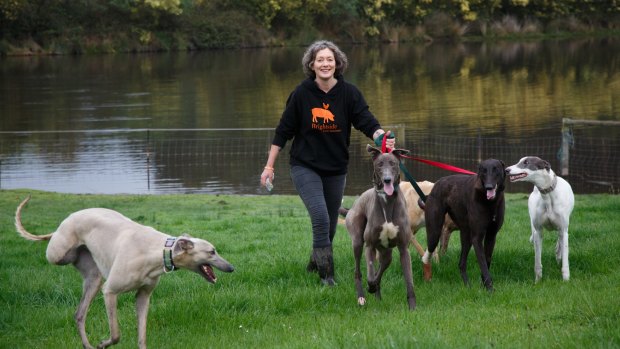 Emma Haswell, the owner of Brightside Farm Sanctuary in the Huon Valley, near Hobart, with a posse of greyhounds 
she has rescued.