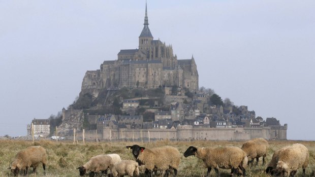 Sheep graze in the meadow in front of the 11th century abbey on Mont-Saint-Michel off France's Normandy coast on March 19 ...