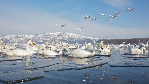 White swans in a partially frozen lake.