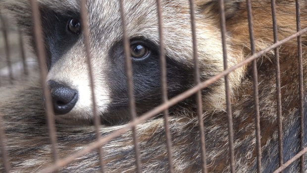 A raccoon dog waits for death in a cage at a fur farm in China.