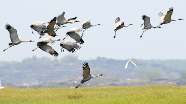 Bird life is abundant in Arnhem Land.