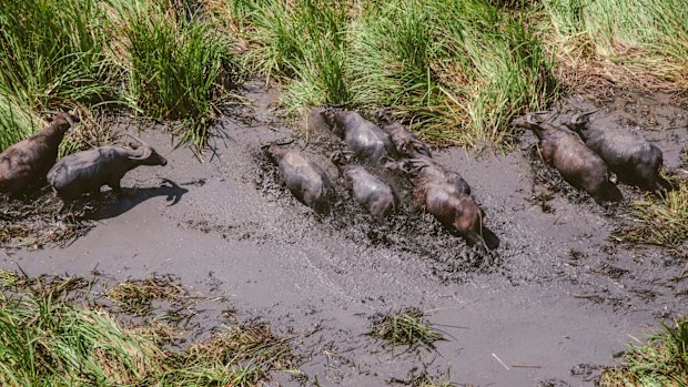 Feral buffalo damaging the Arafura Swamp region.