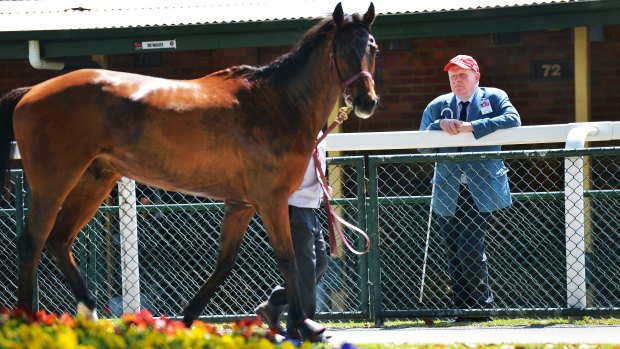 Eyes and ears: Trip to Paris' owner Andy Gemmell at Caulfield race track.