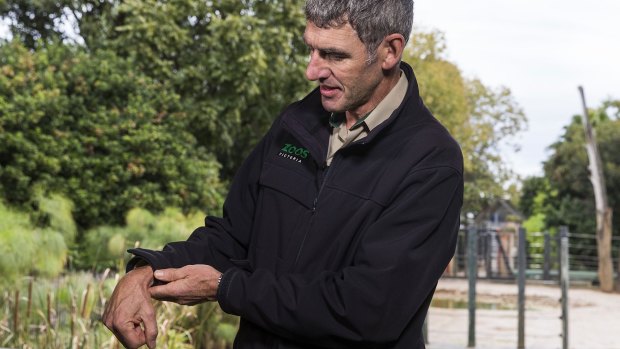 Melbourne Zoo's head vet Dr Michael Lynch shows Willow's problem. 