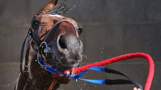 Happiness is ... a hose down after a good gallop: Wicklow Brave enjoys the water after a gallop in Geelong on Wednesday. 