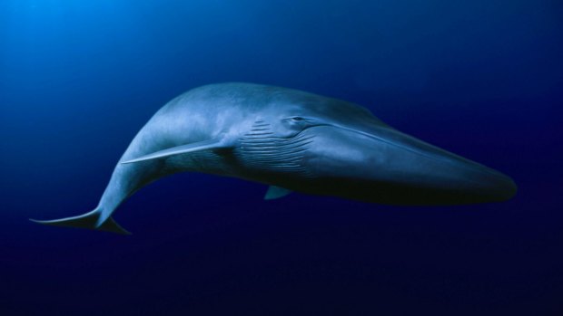 The blue whale is the biggest beast the world has ever seen.