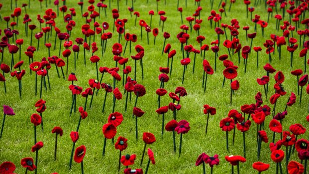 Poppies are installed in an installation at Royal Hospital Chelsea on May 20, 2016 in London, England. Photo: Claire Takacs