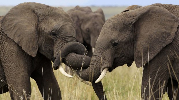 Elephants play at the Maasai Mara game reserve, about 300 km south-west of Nairobi.