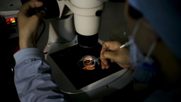 A medical staff member collects an egg on a laboratory dish during an infertility treatment for a patient at a hospital in Beijing.