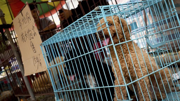 Thousands of dogs in Yulin are expected to be sold for slaughter and consumption. 