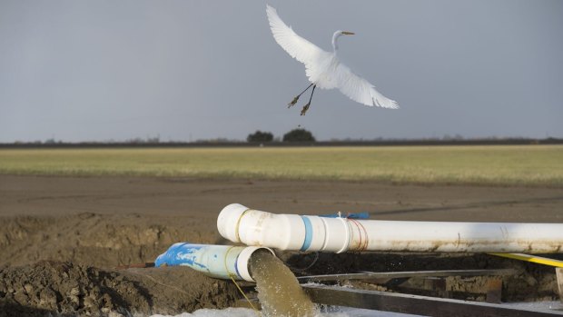 An egret flies over a canal where drainage water is recycled to preserve farmland in Firebaugh, California.