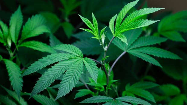 Investors rushed into the new "pot stock"  just one week after the government legalised the dispense of medical cannabis for patients with life-threatening conditions.