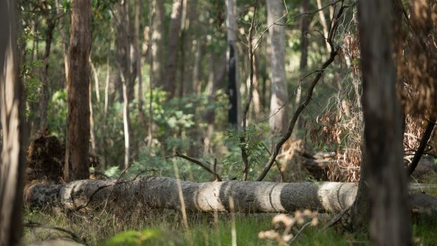 The area near Mount Macedon where the body was found on February 20.