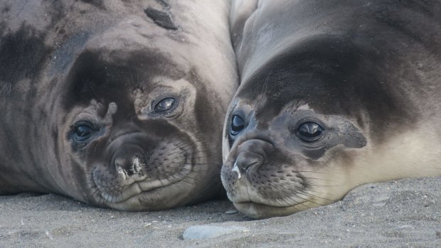 Elephant seals take it easy on South Georgia.