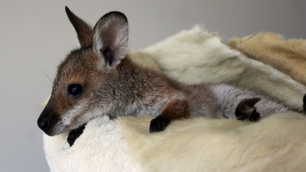 Fifi the red-necked wallaby.