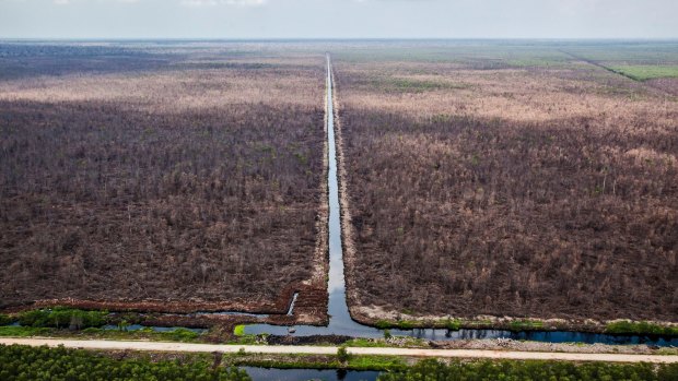 A canal runs through an area cleared for pulp plantation in May 2014. APRIL says it has eliminated deforestation under its new forest management policy.