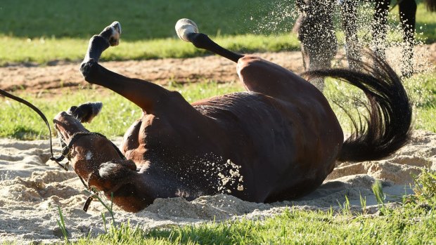 Sir Isaac Newton enjoys a roll in the sand after a trackwork session at Werribee Racecourse.