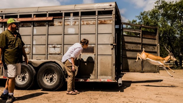 April Molitor watches with her father, Jason Molitor, chief executive of the Ox Ranch, as newly arrived blackbuck antelope are released from a trailer at the ranch in Uvalde, Texas.