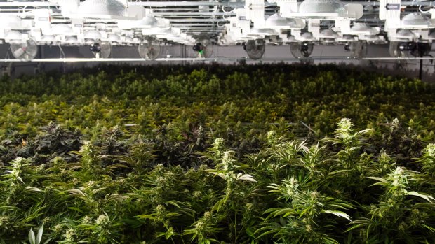 Marijuana plants in a grow house  in Quincy, Massachusetts. Legislators there are trying to rewrite a law passed by voters that legalised recreational marijuana.