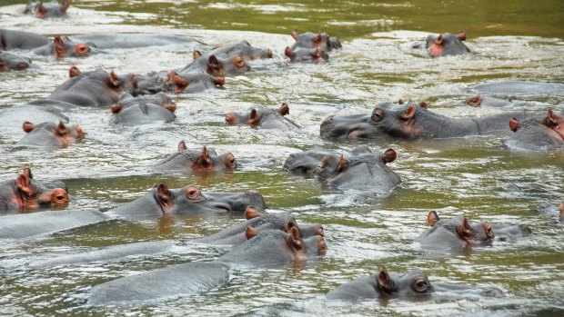 Hippos in the Ishasha river, Queen Elizabeth National Park, Uganda.